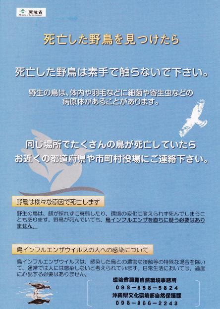 鳥 死亡|死亡した野鳥を見つけたら